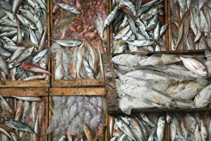 Agadir Prints: Fish market, Commercial Port, Agadir, Atlantic Coast, Morocco