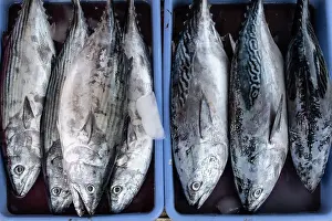 Fish Market Prints: Fish Market, Jimbaran beach, Bali, Indonesia