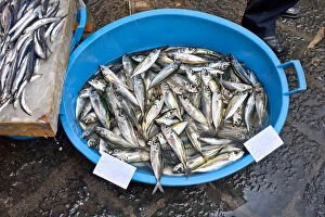 Images Dated 4th April 2011: Fish market, La Pescheria, Catania, Sicily, Italy