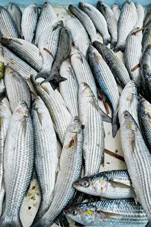 Fish Market Prints: Fish market (Marche aux Poissons) at the Old Port (Vieux Port) in the city center by the Mediterranean Sea