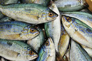 Images Dated 12th May 2014: Fish market, Ouranopoli, Chalkidiki, Greece