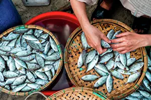 Fish Market Prints: Fish market in Tam Tien, Quang Nam Province, Central Vietnam