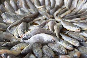 Fish at Namdaemun Market, Seoul, South Korea
