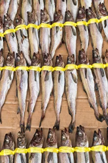 Fish for sale, Dongdaemun Food Market, Dongdaemun District, Seoul, South Korea Fish for sale, Dongdaemun Food Market, Dongdaemun District, Seoul, South Korea