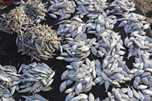 Fish for sale at the market in Stone Town, Zanzibar, Tanzania