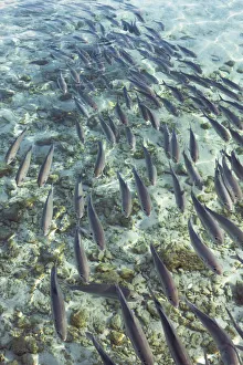 Haa Alifu Atoll Prints: Fish swarm - Maldives, Haa Alifu Atoll, Dhonakulhi - Island Hideaway