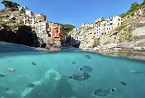 Fish Gallery: fish swim in the sea of Riomaggiore, Riomaggiore, National Park of Cinque Terre