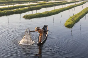 Images Dated 30th March 2017: A fisherman fishes using a traditional net in the floating gardens on Inle Lake, Shan