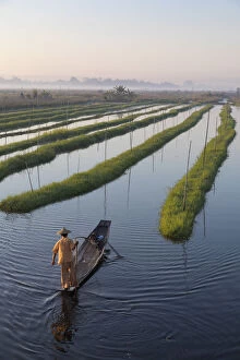 A fisherman rows in the floating gardens on Inle Lake, Shan State, Burma, Myanmar