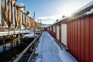 Typical Gallery: Fishing village of Nusfjord, with cod drying in the sun, Nusfjord, Lofoten island, Norway
