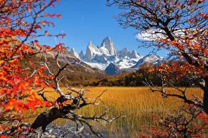 Lookout Prints: Fitz Roy mountain framed by autumn trees