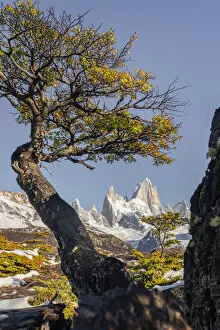 Patagonia Gallery: Fitz Roy range peaks with tree in autumnal landscape. El Chalten, Santa Cruz province