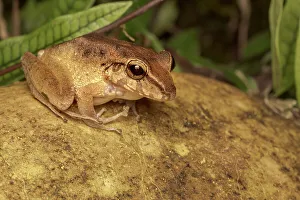 Frogs Of Costa Rica Prints: Fitzinger's Robber Frog (Craugastor fitzingeri), Costa Rica