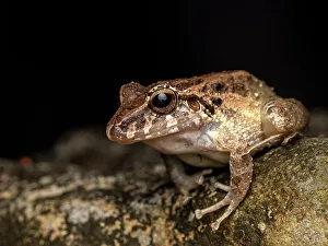 Frogs Of Costa Rica Prints: Fitzinger's Robber Frog (Craugastor fitzingeri), Boca Tapada, Costa Rica