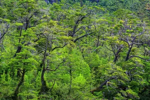 Patagonia Prints: Fjord slopes forest, Peel Fjord, Sarmiento Channel, Magallenes, Chile
