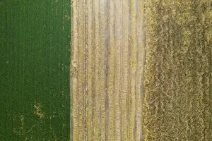 Agricultural Prints: flag in the field, drone picture, Tuscan-emilian Apennine national park