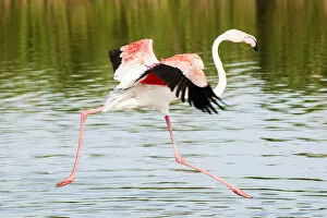 Images Dated 2nd December 2013: Flamingo, Camargue, France