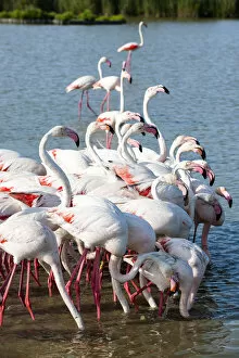 Images Dated 2nd December 2013: Flamingo colony, Camargue, France
