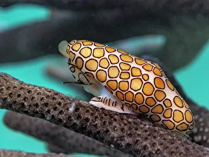 Wall Art Prints: Flamingo Tongue Snail (Cyphoma gibbosum)