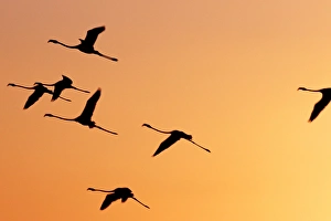 Orange Sky Prints: Flamingos fly over Lake Turkana at sunset