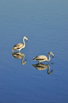 Flamingos (Phoenicopterus roseus) in the marshes of the Sado Estuary Nature Reserve