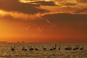 Salt Lake Gallery: Flamingos silhouette at sunset in the waters of Laguna Mar Chiquita (Mar de Ansenuza)