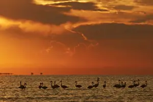 Laguna Prints: Flamingos silhouette at sunset in the waters of Laguna Mar Chiquita (Mar de Ansenuza)