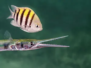 Flat Needlefish (Ablennes hians) and Sergeant Major (Abudefduf saxatilis), Grand Cayman, Cayman Islands, British West Indies