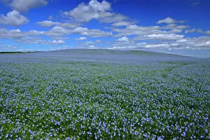 Agribusiness Gallery: Flax crop and clouds Holland Manitoba, Canada