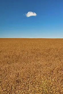 Holland Prints: Flax crop in seed stage. Holland, Manitoba, Canada