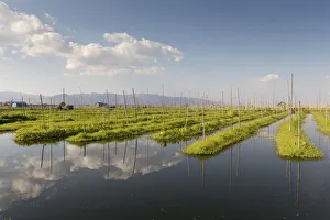 Images Dated 30th March 2017: Floating gardens, Inle lake, Shan state, Myanmar