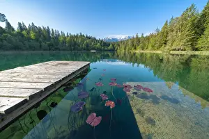 Landing Stage Prints: Floating leaves of plants on water surface of clean Cresta lake (Crestasee), Flims