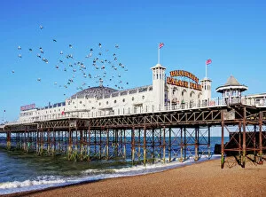 Bird Collection: Flock of birds over the Brighton Palace Pier, City of Brighton and Hove, East Sussex, England
