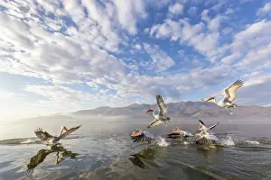 Lake Kerkini Prints: Flock of Dalmatian Pelicans (Pelecanus crispus) feeding on Lake Kerkini, Greece