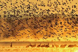 Taking Flight Prints: Flock of ducks taking flight from overnight roosting ponds at dawn