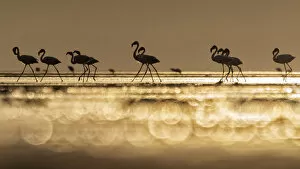 Tanzania Collection: A flock of flamingos in Lake Natron at sunrise, Tanzania