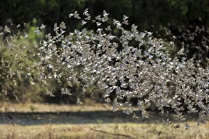 A flock of Red-billed queleas taking flight, South Luangwa National Park, Zambia