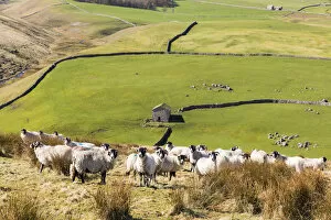 Images Dated 16th June 2017: A flock of sheep and barn near Arncliffe, Yorkshire Dales National Park, North Yorkshire