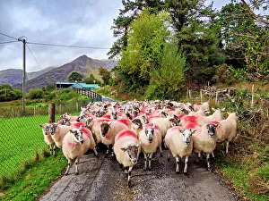 Livestock Prints: Flock of Sheep at Black Valley, County Kerry, Ireland