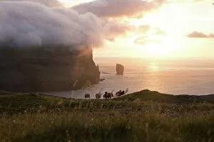 Images Dated 15th November 2022: A flock of sheep in front of the coast of the village of Eiði at sunset