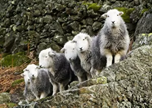 Images Dated 23rd November 2009: Flock of sheep, Cumbria, UK