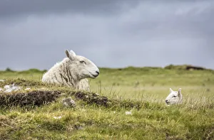 Flock of sheep at Dunvegan, Isle of Skye, Highlands, Scotland, Great Britain