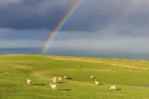 Livestock Prints: Flock of sheep grazing under a rainbow, Otago, South Island, New Zealand