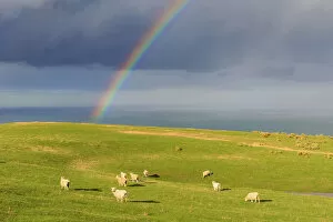 Images Dated 24th May 2019: Flock of sheep grazing under a rainbow, Otago, South Island, New Zealand