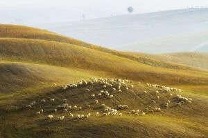 Farming Gallery: Flock of sheep grazing, Val d Orcia, Tuscany, Italy