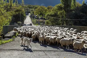Sheep Prints: A flock of sheep being herded along a road, Samtskhe-Javakheti Region, Georgia