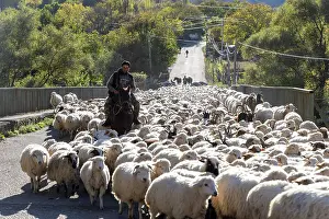 Eurasia Prints: A flock of sheep being herded along a road, Samtskhe-Javakheti Region, Georgia
