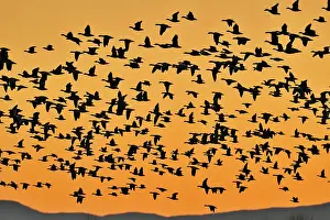 Taking Flight Prints: Flock of snow geese rising in flight from roosting ponds at dawn