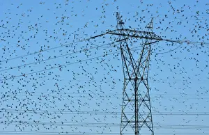 Ribatejo Prints: Flocks of thousands of Black-tailed Godwits (Limosa limosa) near the Tagus River Nature