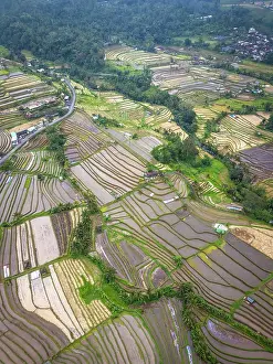 Rice Fields Prints: Flooded Rice Terraces at Jatiluwih, Bali, Indonesia